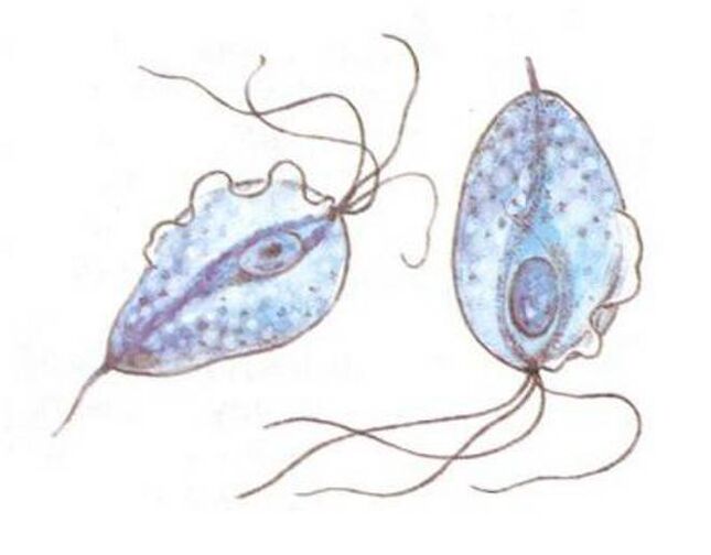 Trichomonas axentes causantes da prostatite